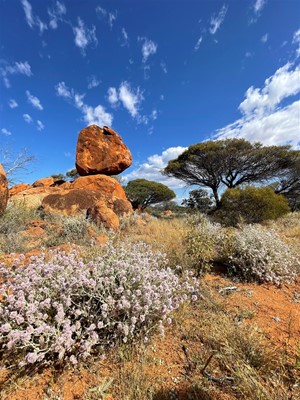 Photos of Menzies - Cotton Bush - Kookynie